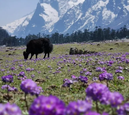 image of yumthang valley in lachung