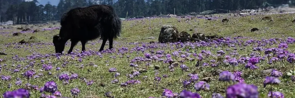 image of yumthang valley in lachung