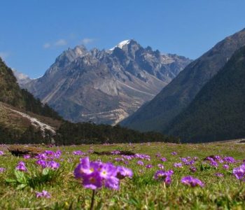 yumthang valley flowers